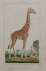 Fine Art. Antique Prints, Maps And Drawings 2