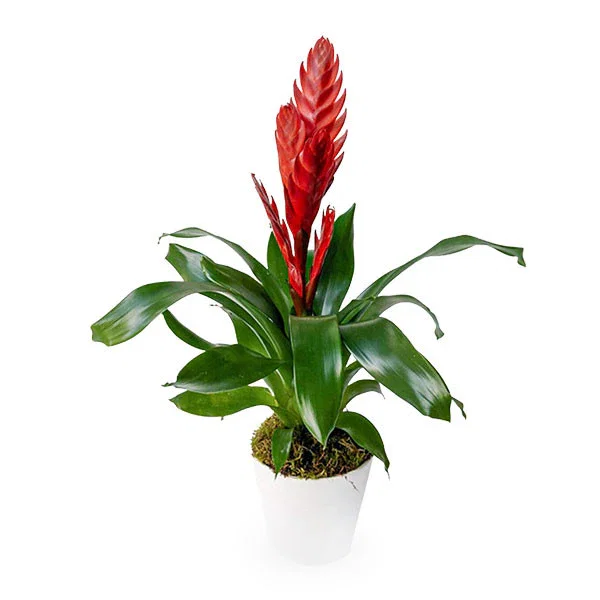 Image of Potted Bromelia