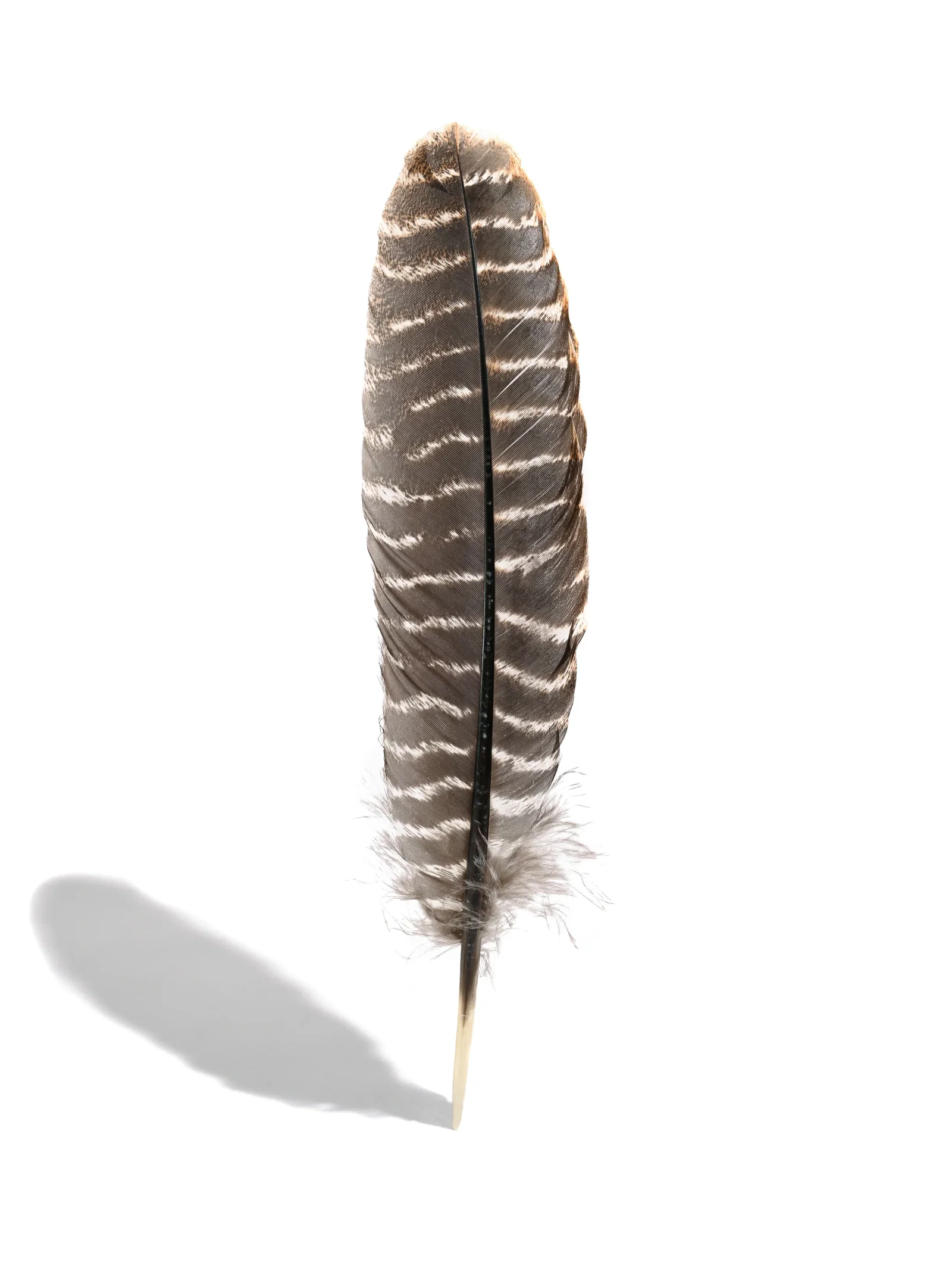 Image of Mini Turkey Feather