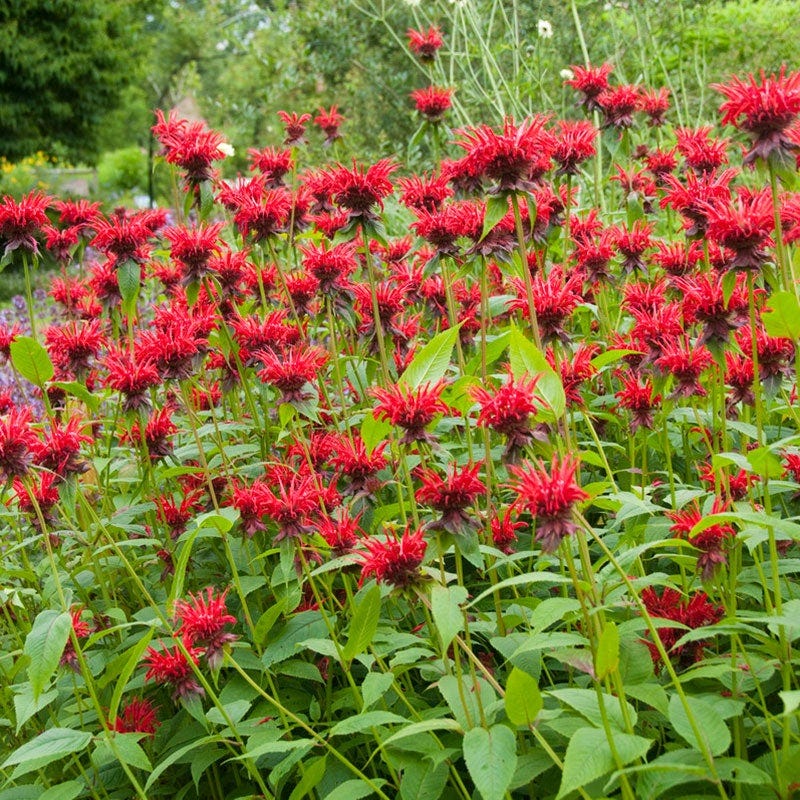 Jacob Cline Bee Balm