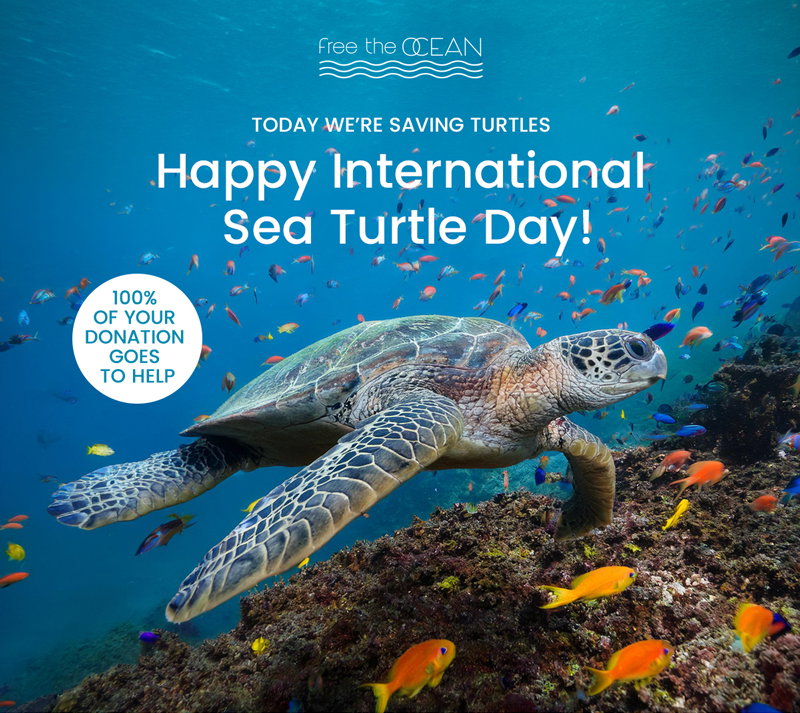 Happy International Sea Turtle Day!