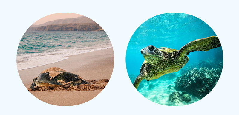Today we're saving turtles!