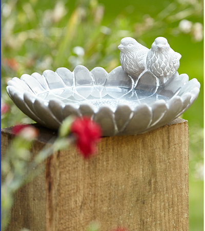 Bird Bath