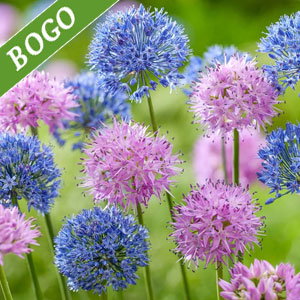 Heavenly Hues Allium Mixture
