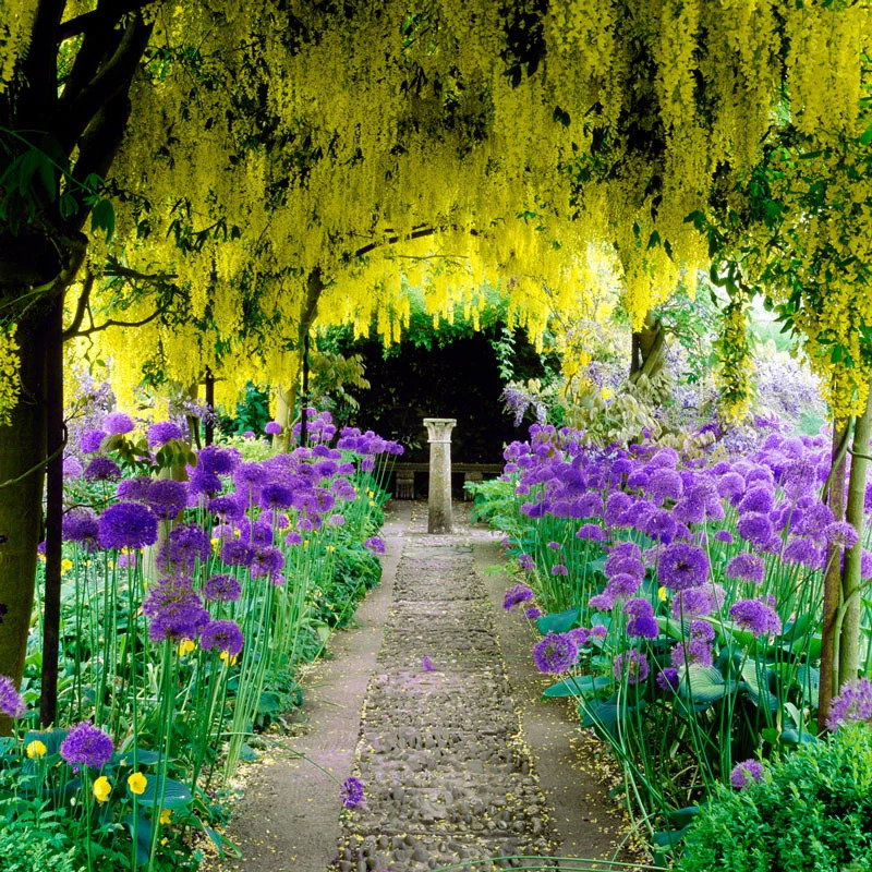 Persian Blue™ Allium