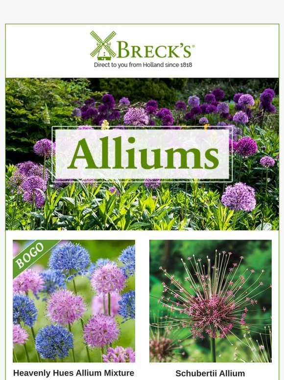 🏆 This Week’s Popular Allium Picks