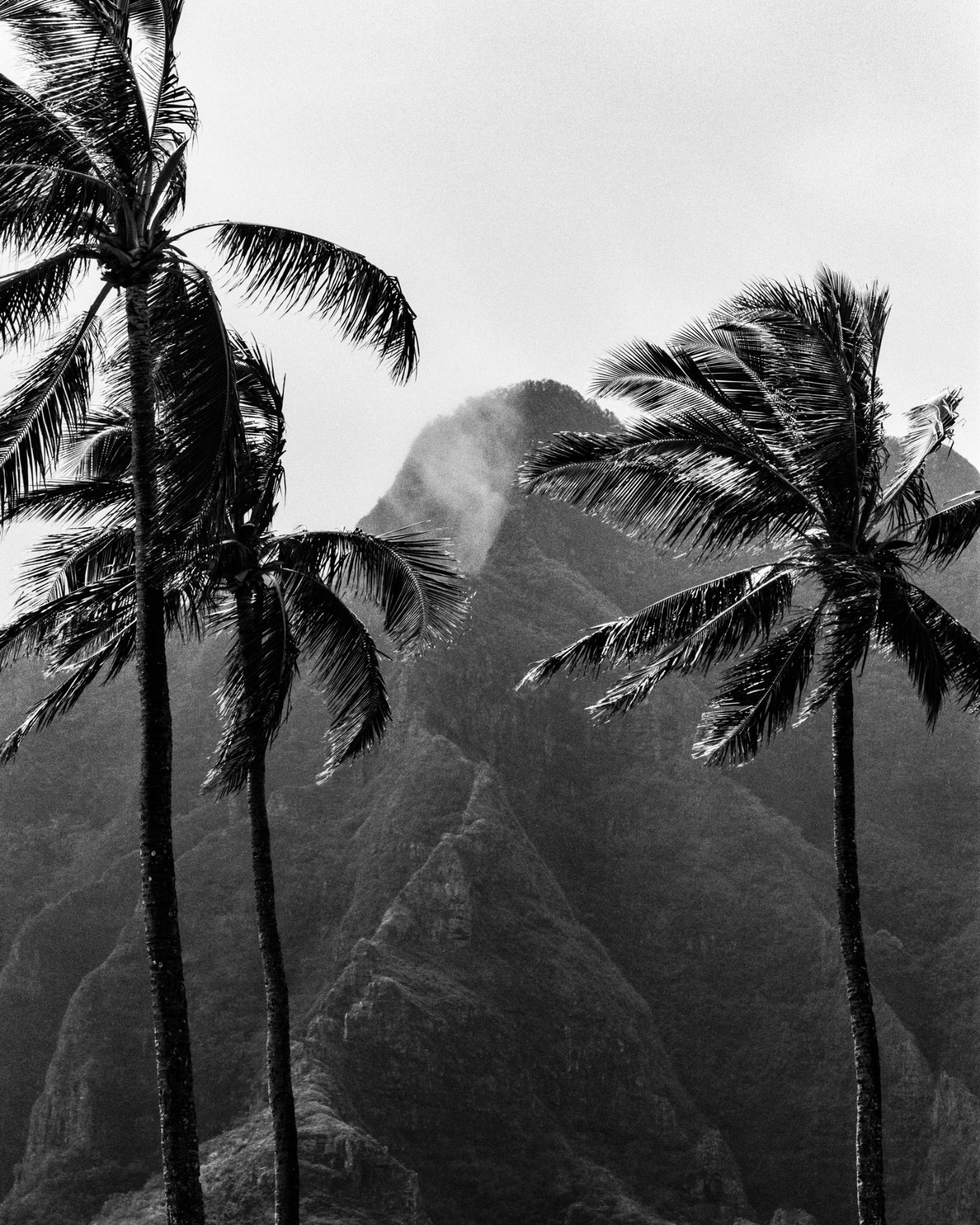 black and white photograph of two palm trees. In the distance, cloud covered mountains