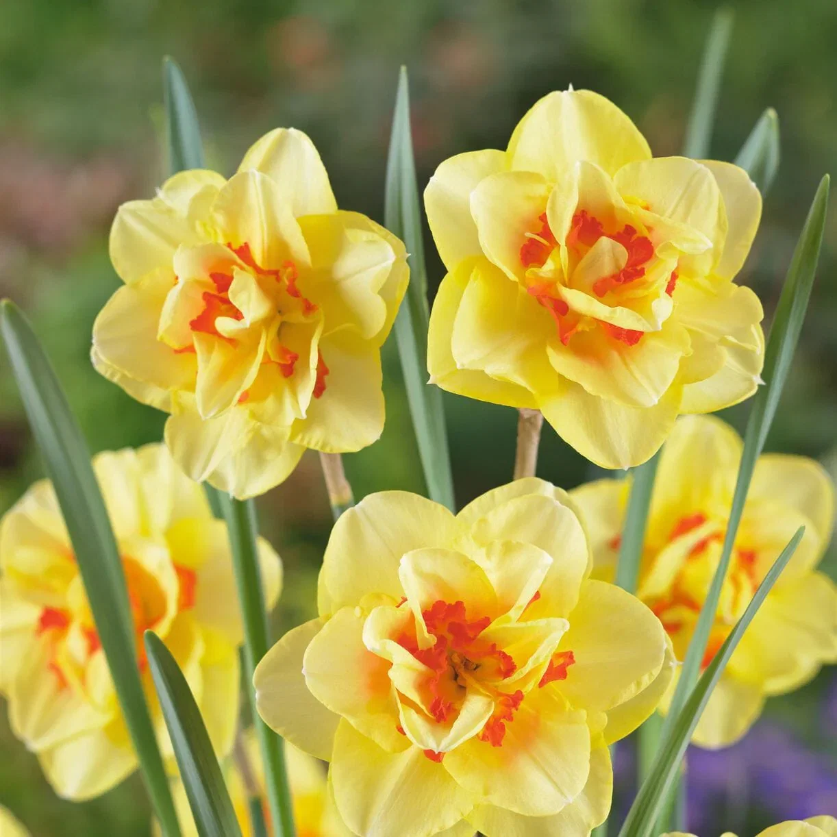 Daffodil Bulbs - Double Tahiti