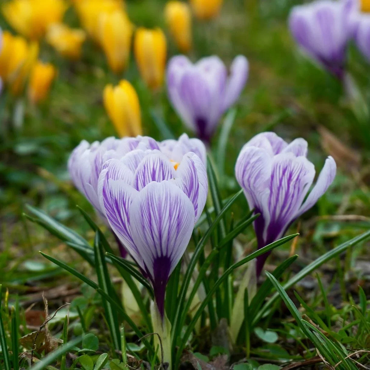 Crocus Bulbs - Pickwick