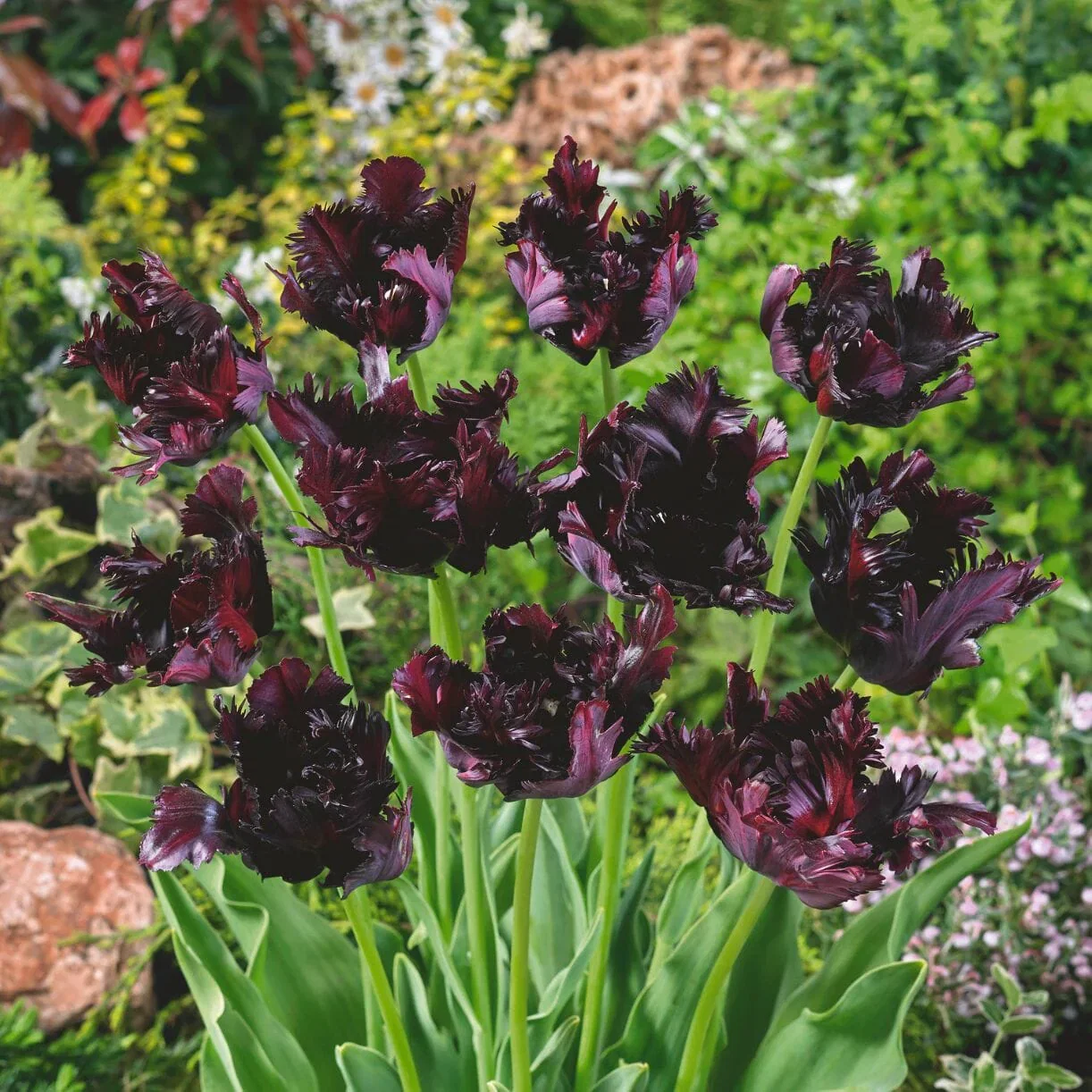 Tulip Bulbs - Black Parrot