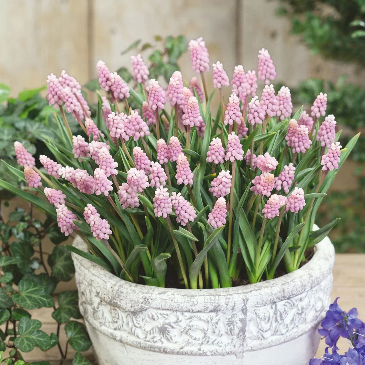 Grape Hyacinth Bulbs - Muscari Pink Sunrise