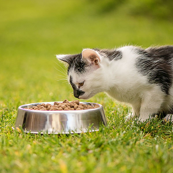 Cat eating