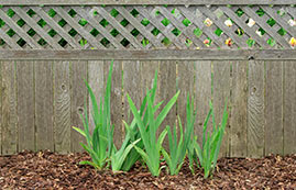 KickStart irises