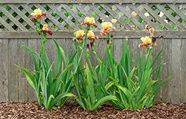 KickStart irises