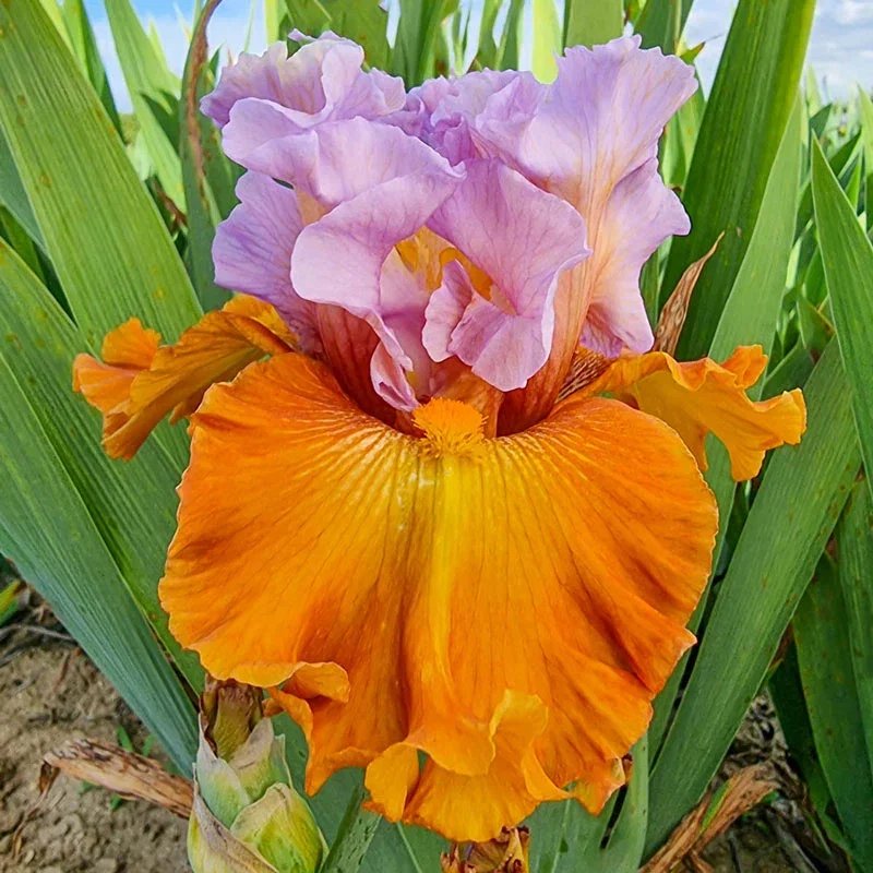 Valley Of Dreams Bearded Iris
                  