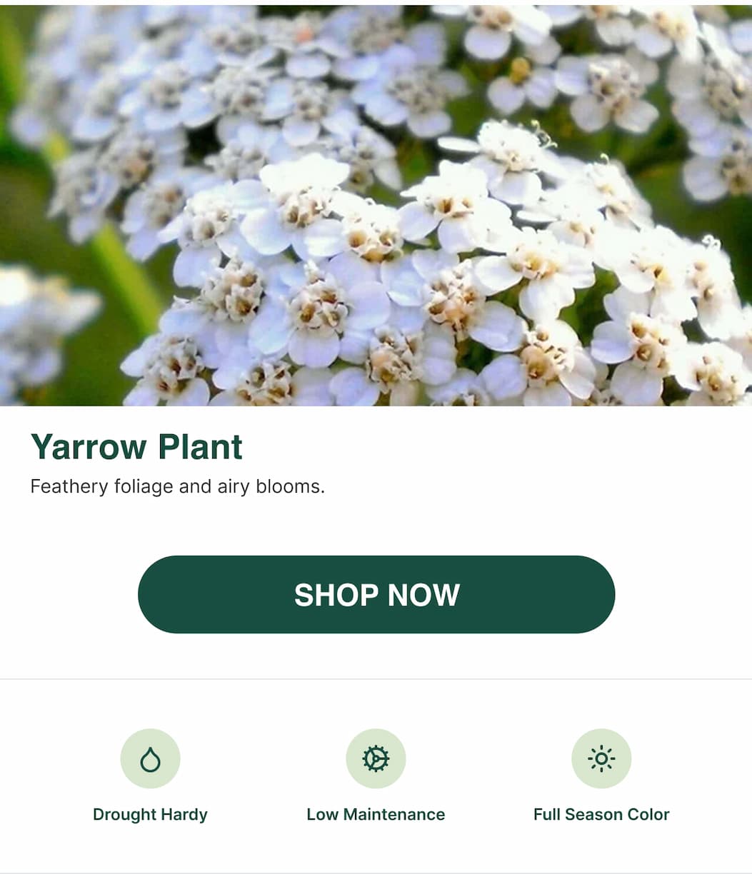 Yarrow plant