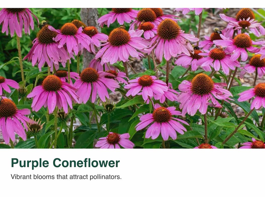 Purple Coneflower