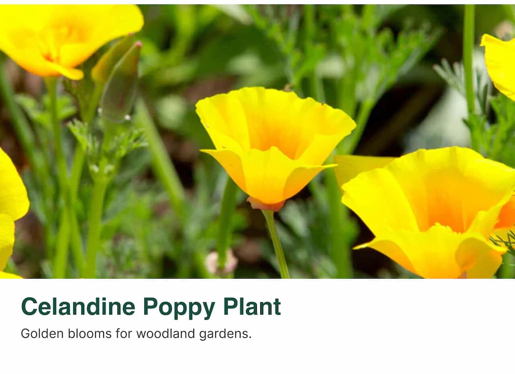 Celandine poppy plant