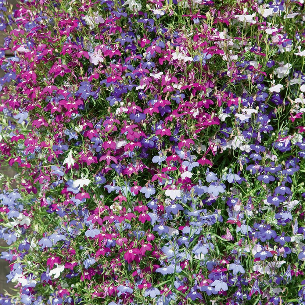 Lobelia 'Cascade Improved Mixed'