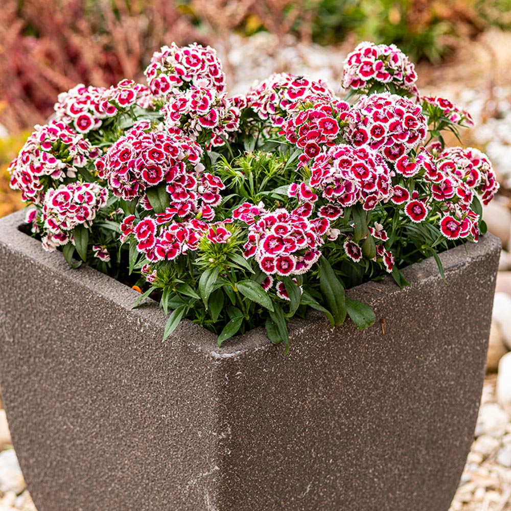 Dianthus 'Dart Red White Picotee'