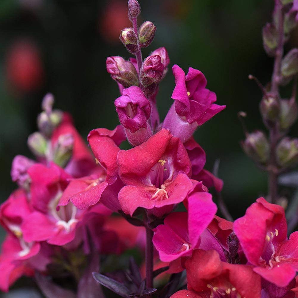 Antirrhinum 'Cherry Cola'