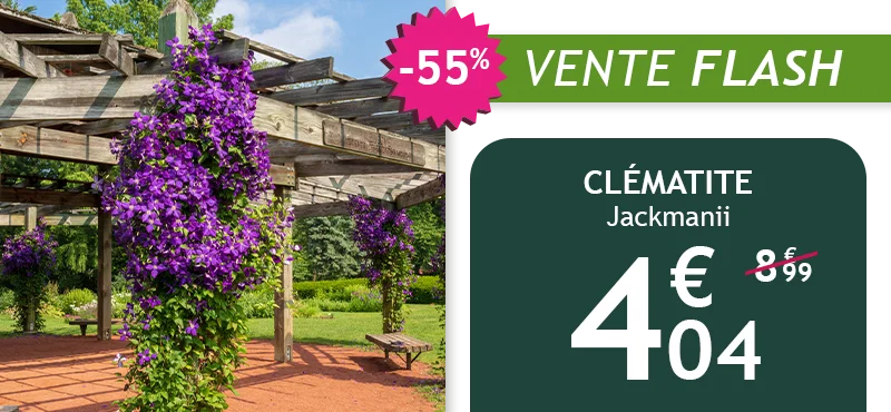 48H SEULEMENT : La clématite Jackmanii est à -55% soit 4,04€ au lieu de 8,99€ : il est temps de l'adopter !