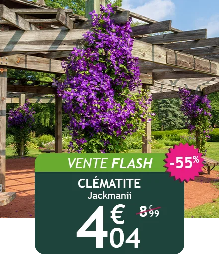 48H SEULEMENT : La clématite Jackmanii est à -55% soit 4,04€ au lieu de 8,99€ : il est temps de l'adopter !