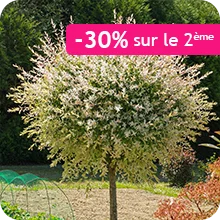 Saule crevette sur tige