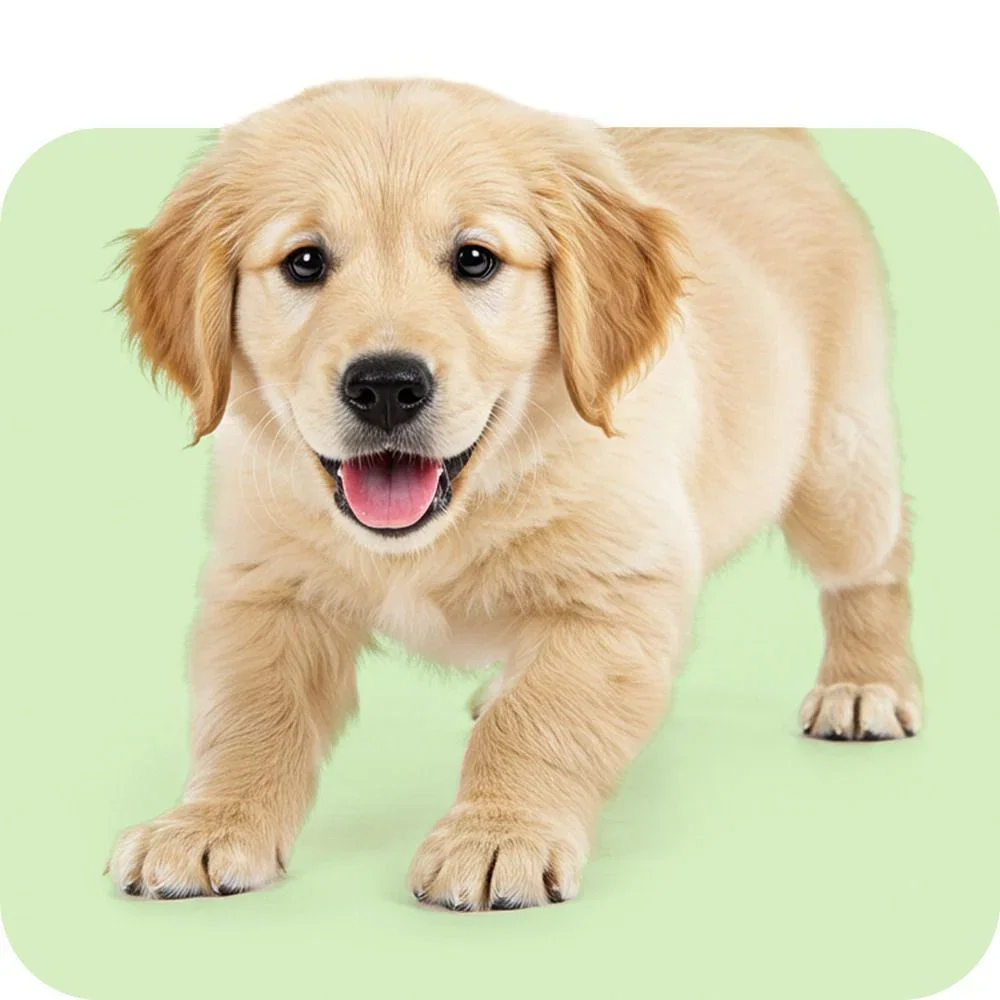 Puppy