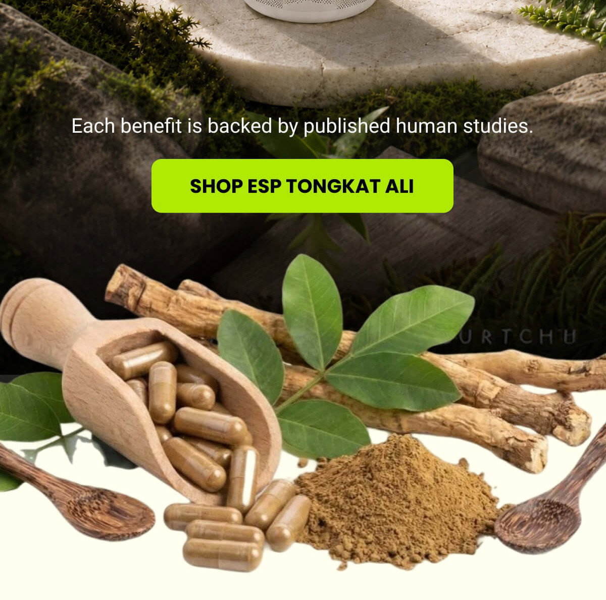 WHY IT'S WORTH YOUR ATTENTION | SHOP ESP TONGKAT ALI 