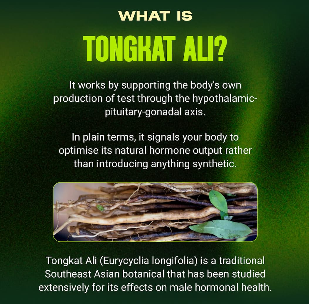 WHAT IS  TONGKAT ALI? 