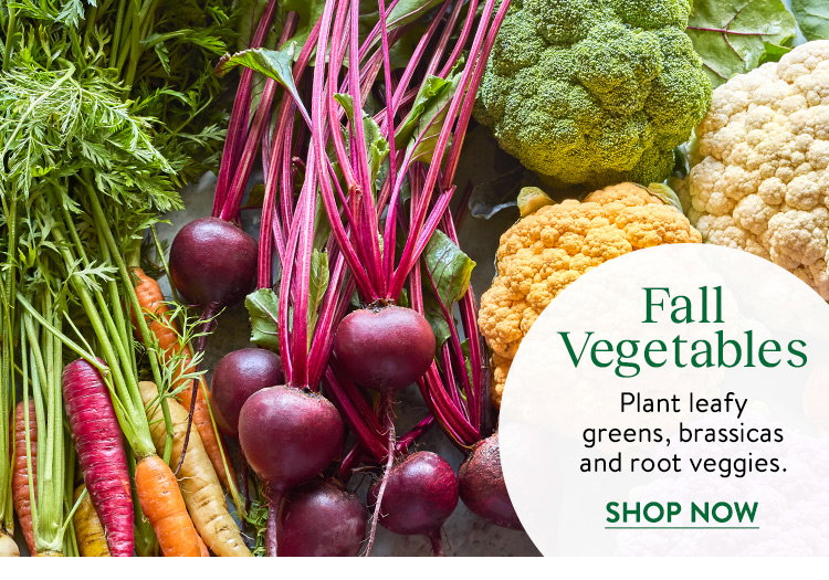 Fall Harvest Vegetable Seeds & Plants
