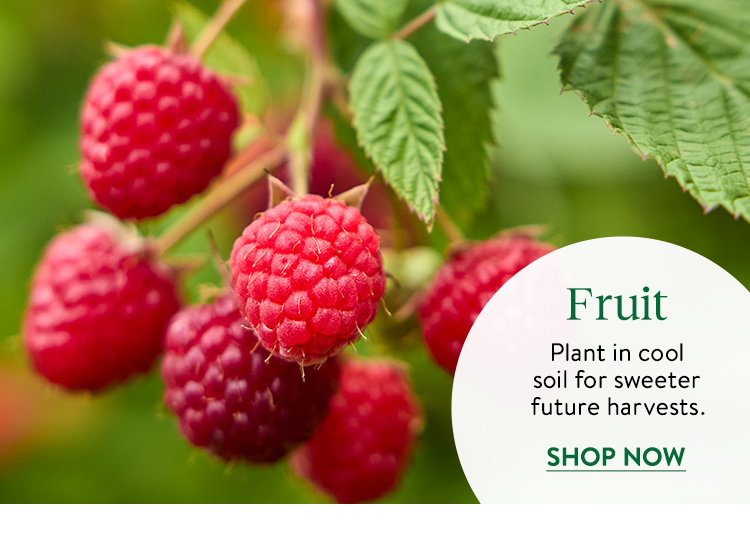 Fruit and Berry Plants