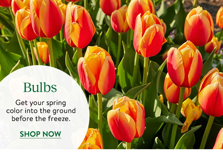 Flowering Bulbs