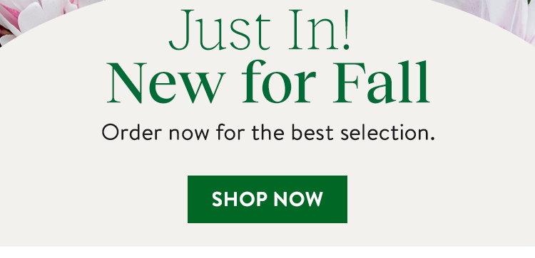 New For Fall