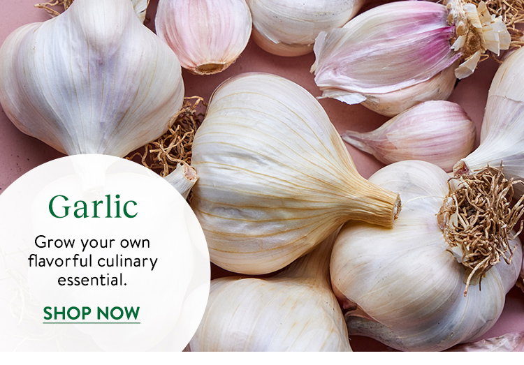 Garlic Bulbs
