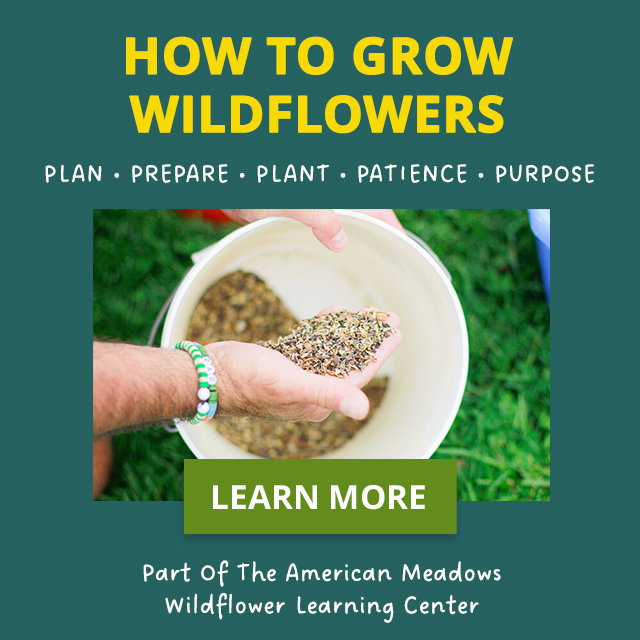how to grow wildflowers