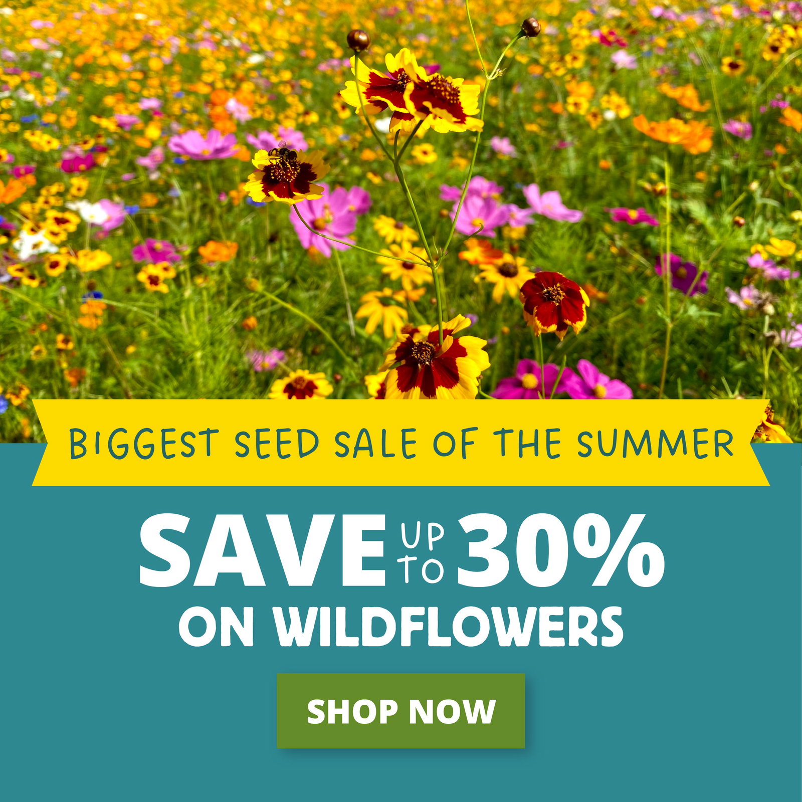 Biggest Seed Sale Of The Summer