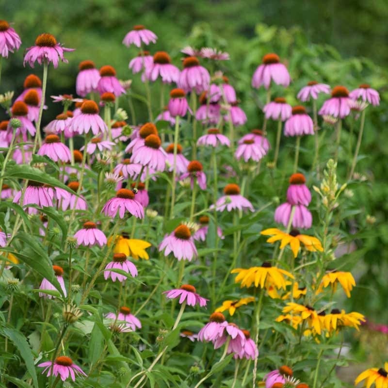 Black Eyed Susan & Purple Coneflower 