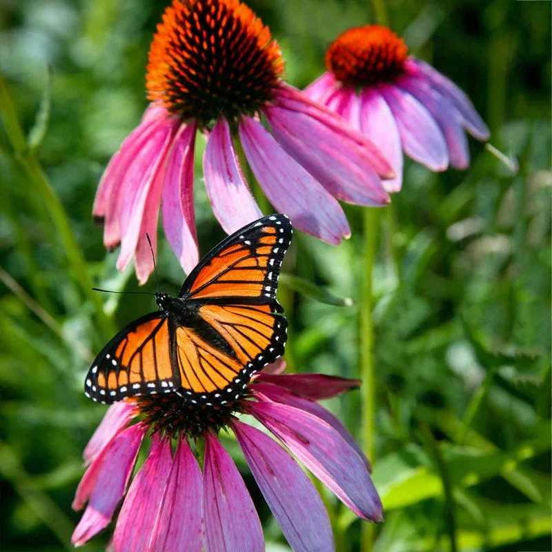 Regional Pollinator Wildflower Seed Mixes