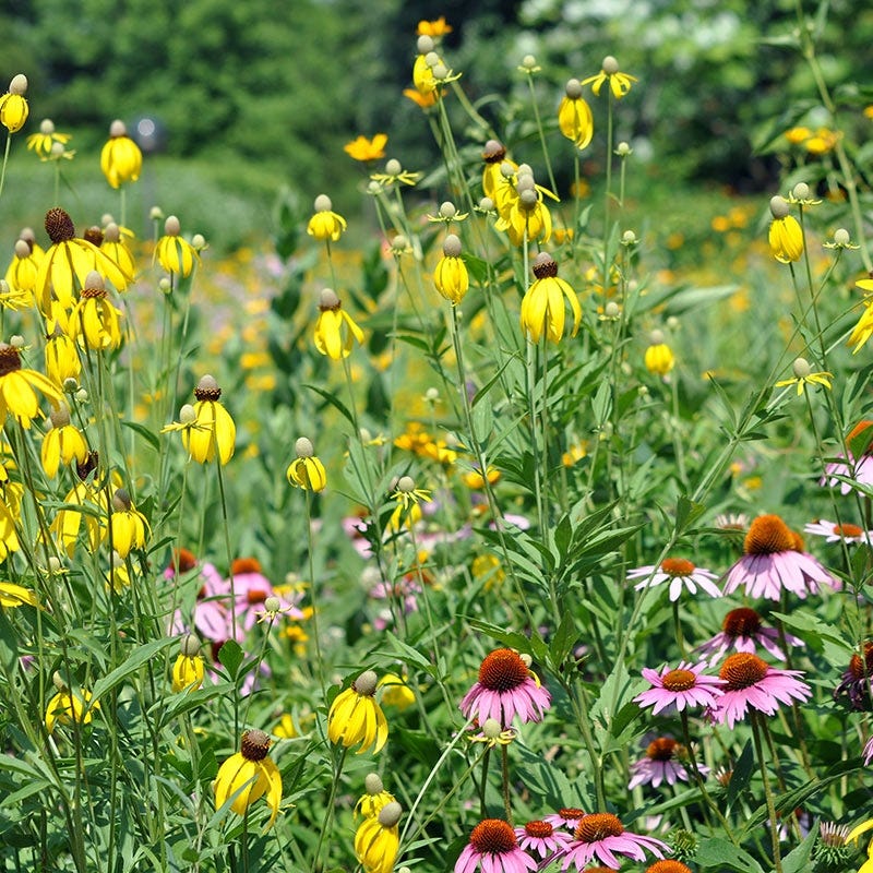 Native Regional Wildflower Seed Mixes