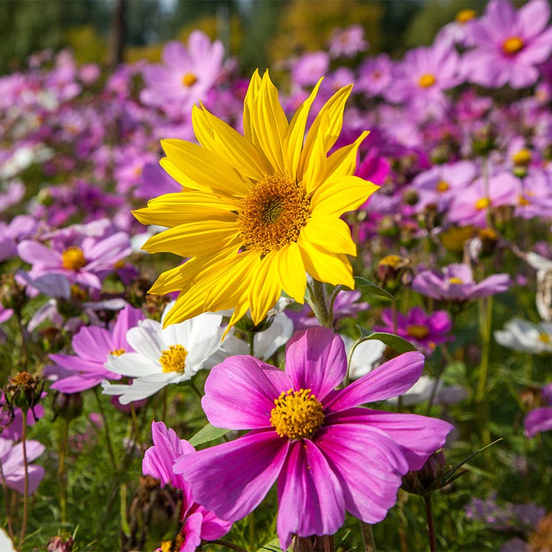 Sunflower & Cosmos