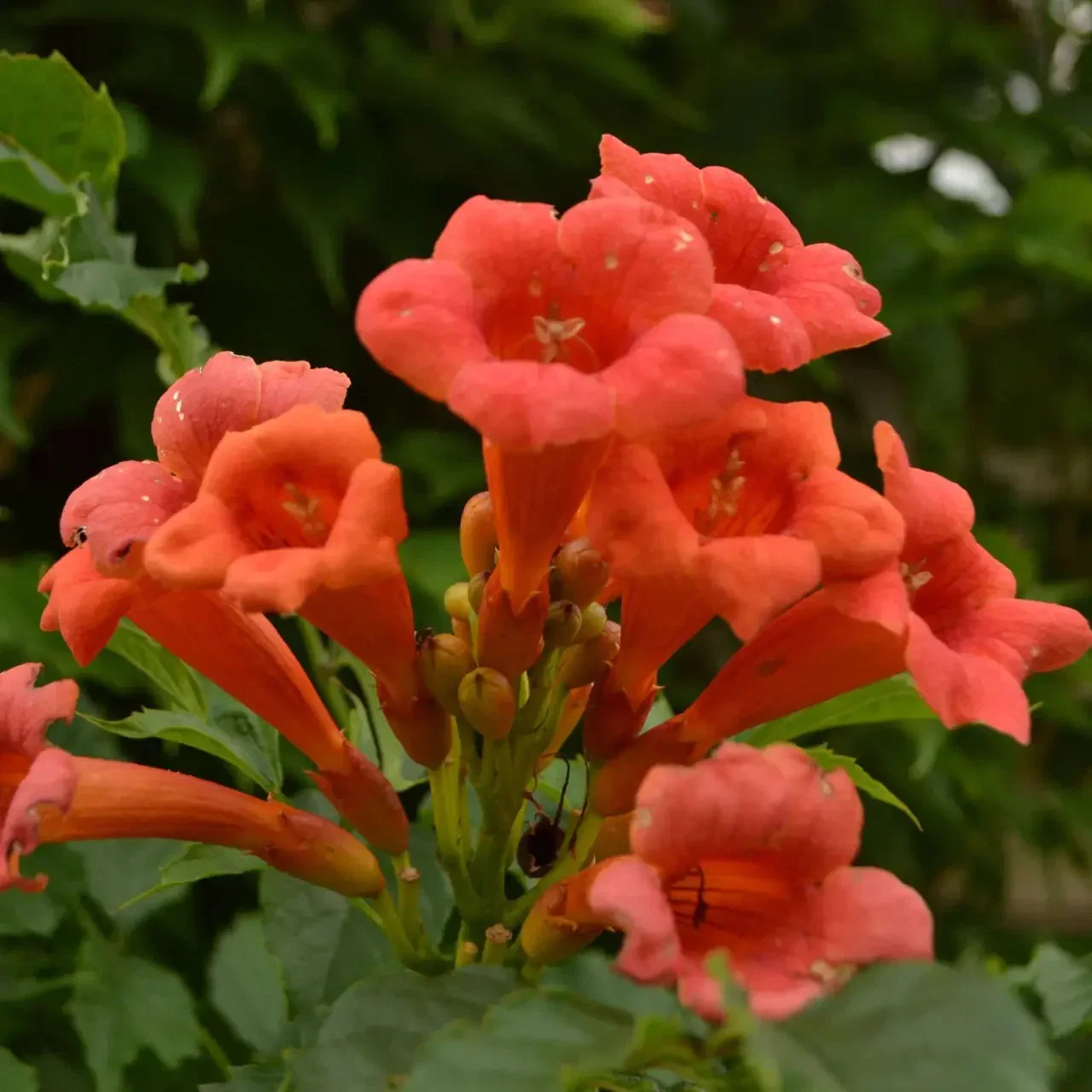 Image of Trumpet Vine Plant
