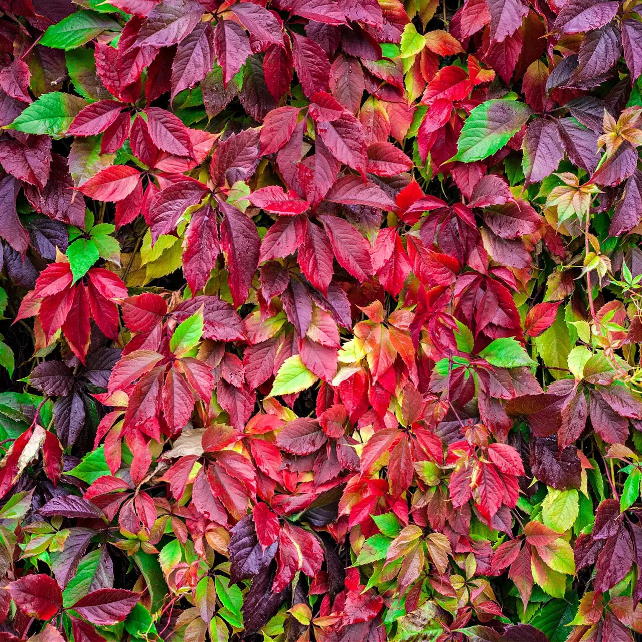 Image of Virginia Creeper Plant