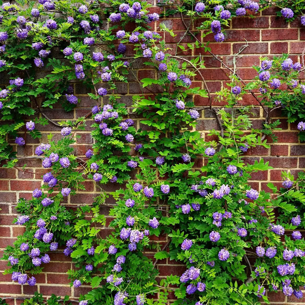 Image of Wisteria Plant