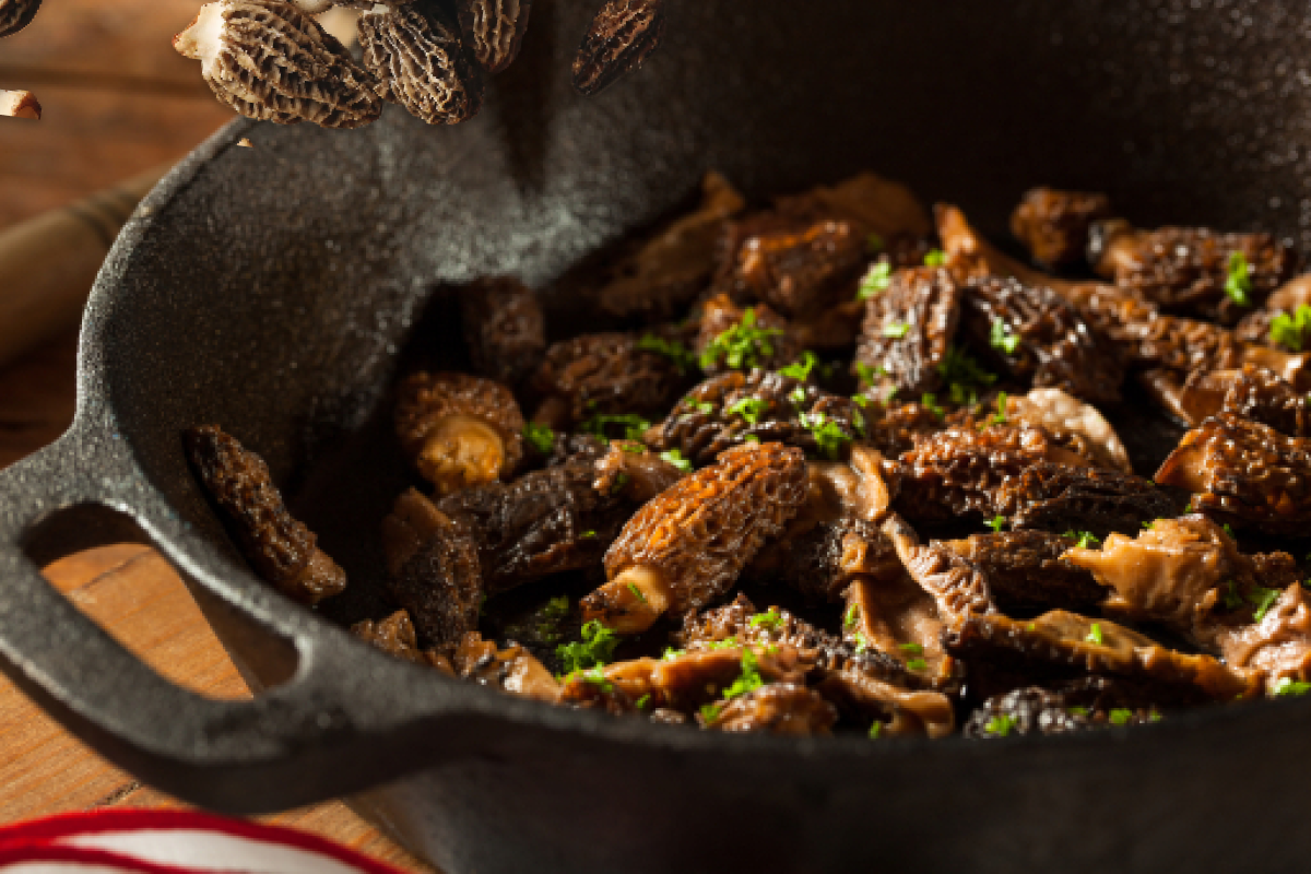 Morels