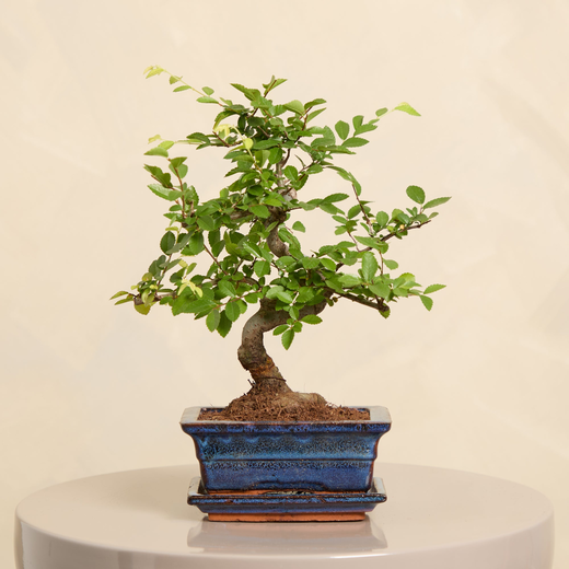 Bonsai Tree