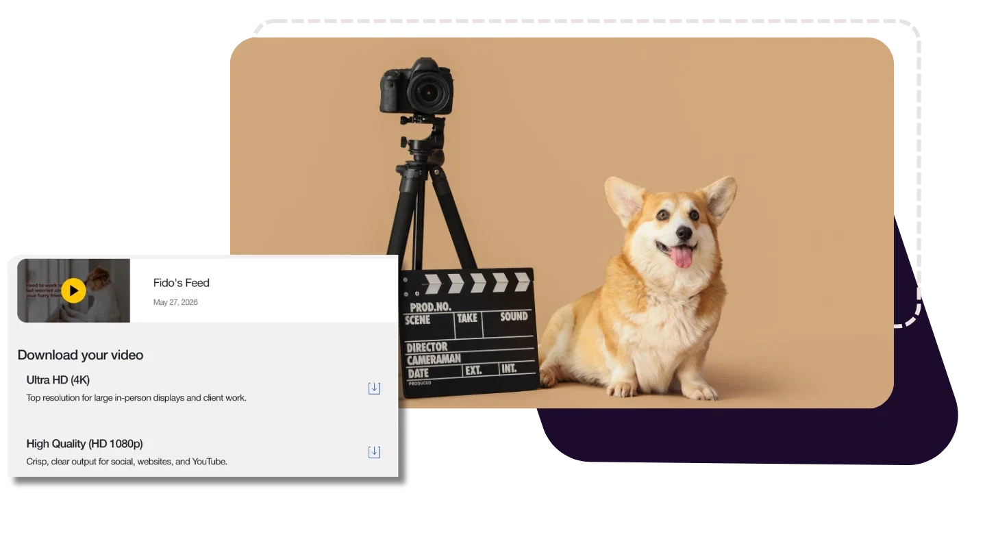 Animoto graphic showing new transitions in action
