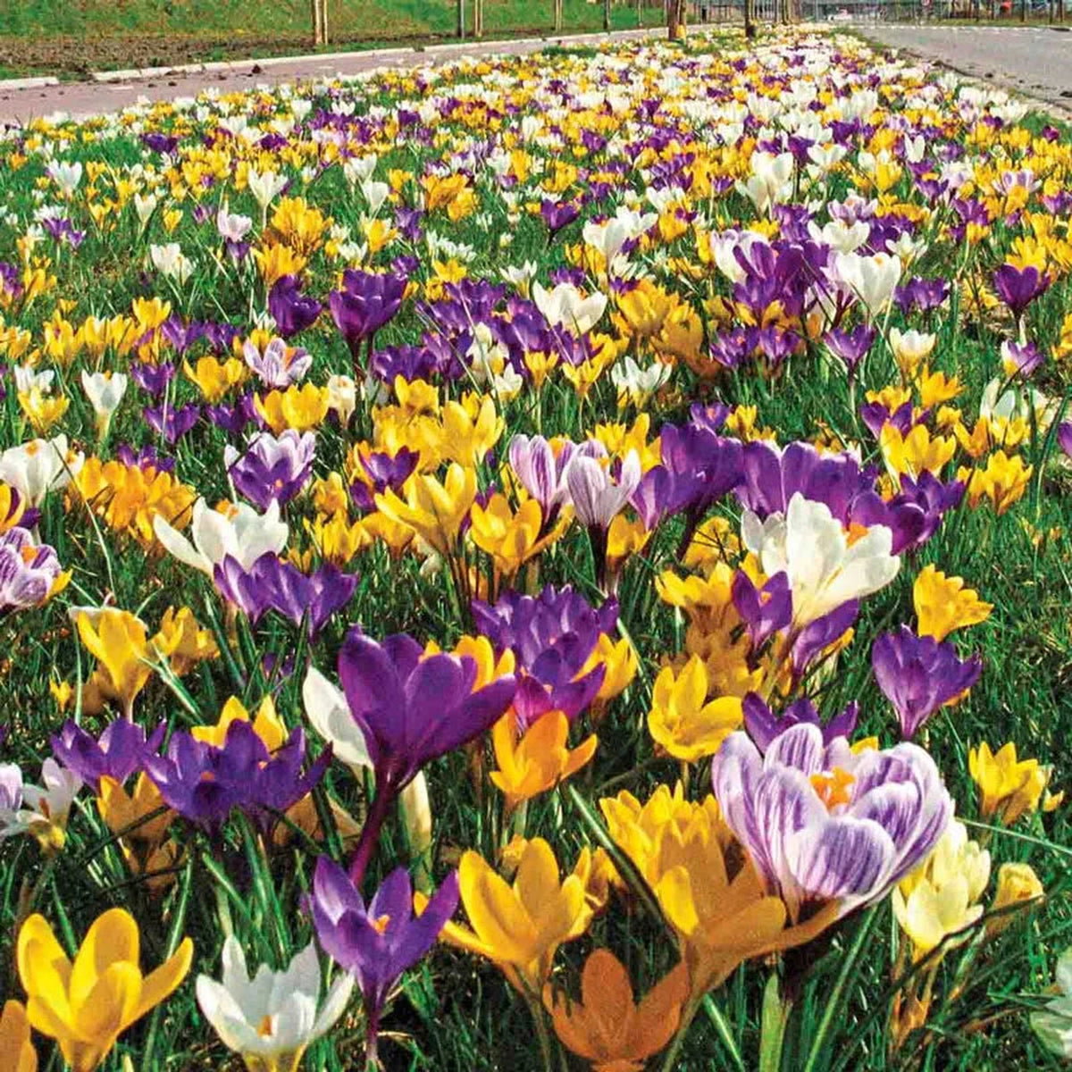 2 Months of Flowering Crocus