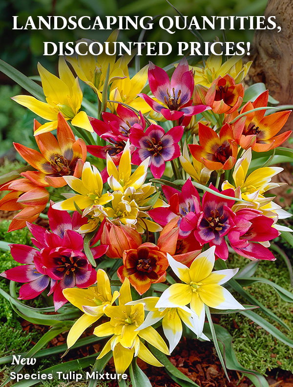 Fall-Planted Landscaping Quantities